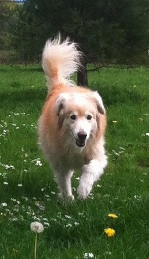 A tan and cream Gollie is trotting across a lawn with dandelions and daisys growing in it.